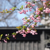 鎌倉～桜の季節-264
