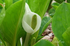 箱根湿生花園-215