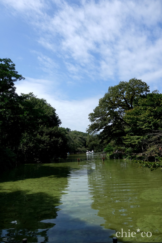 吉祥寺-147