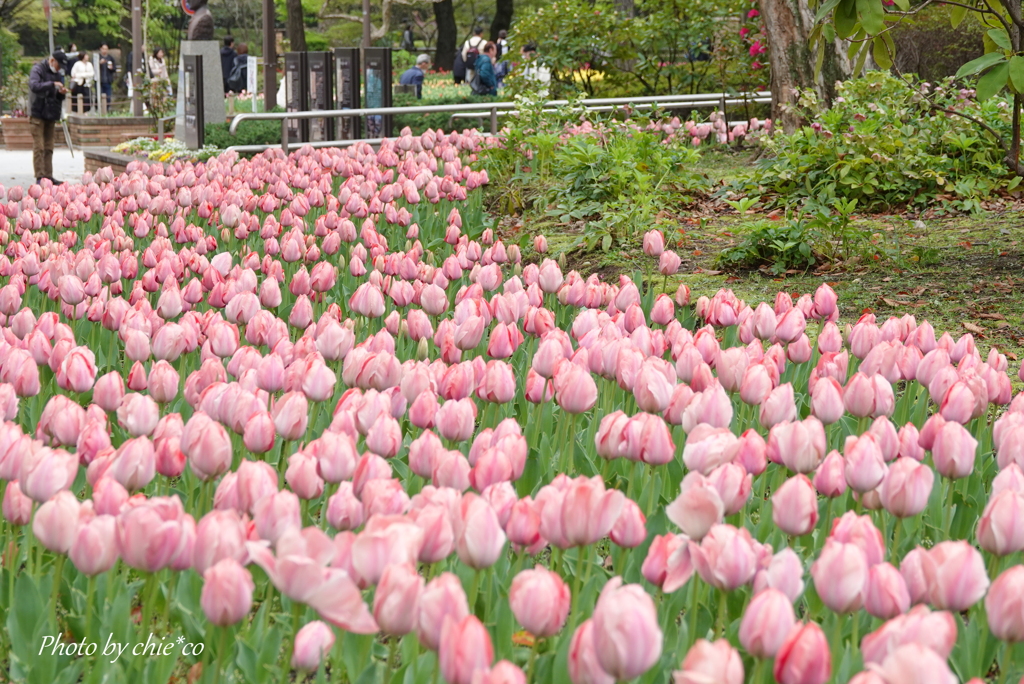 横浜公園-139