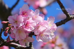 三浦海岸の河津桜-113