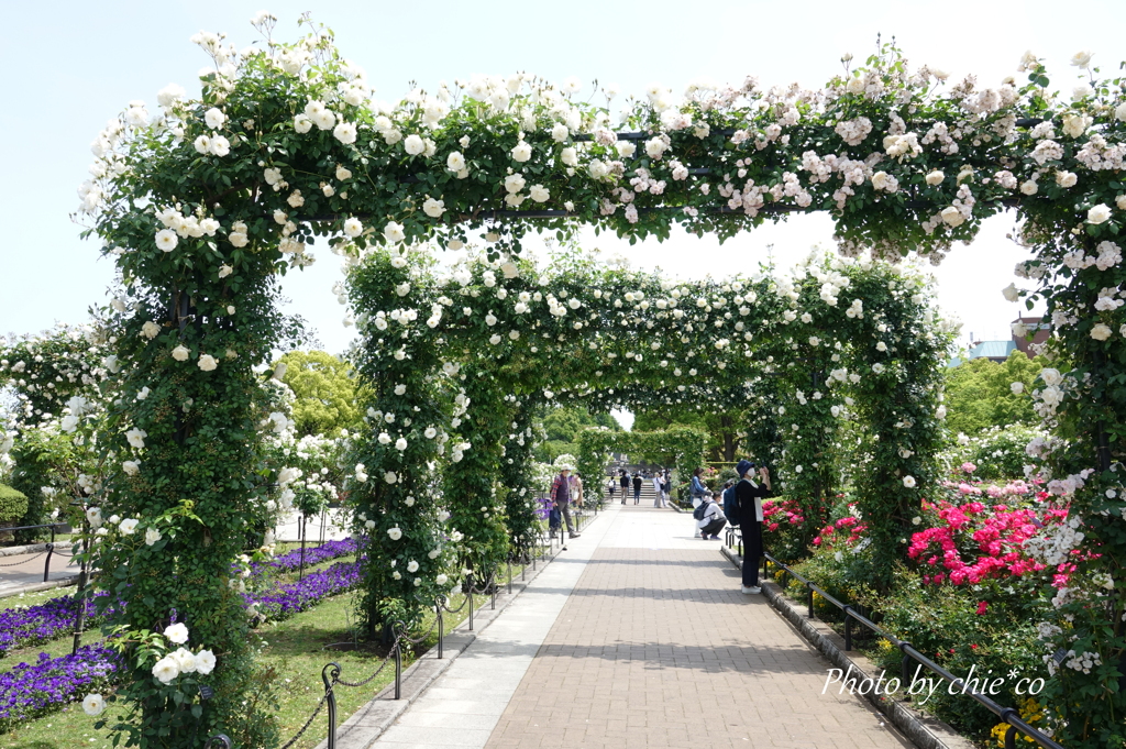横浜 Rose Week-252