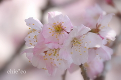 春めき桜-148