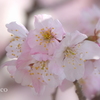 春めき桜-148