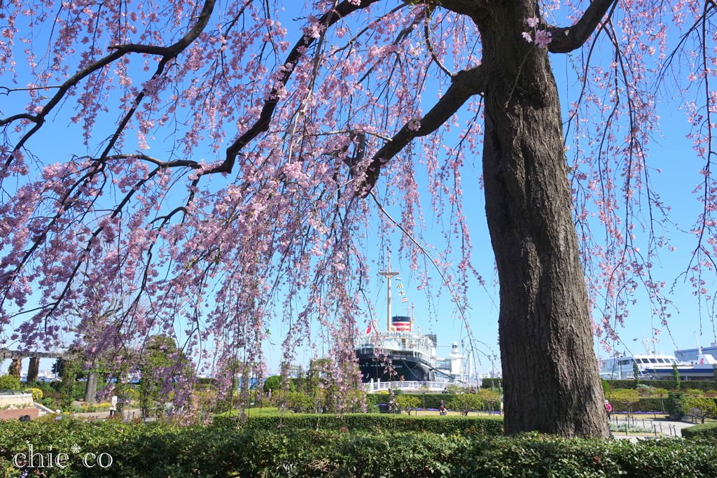 山下公園-161