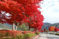 紅葉の河口湖畔