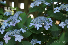 瀬戸神社～山あじさい-391