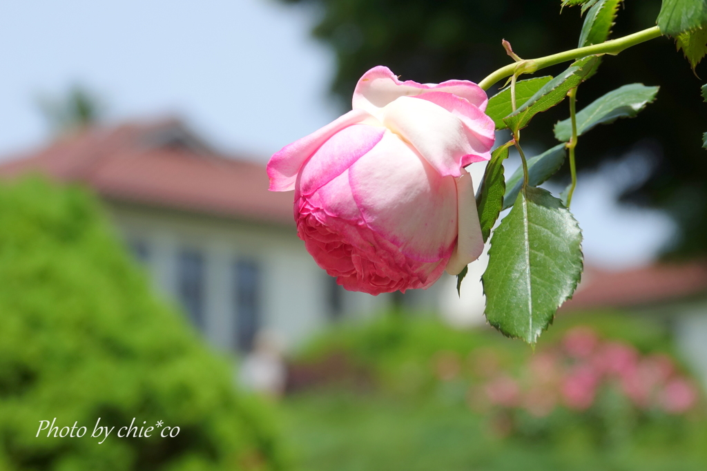 横浜 Rose Week-330