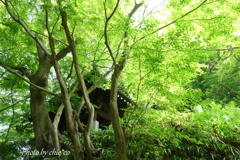 鎌倉-166