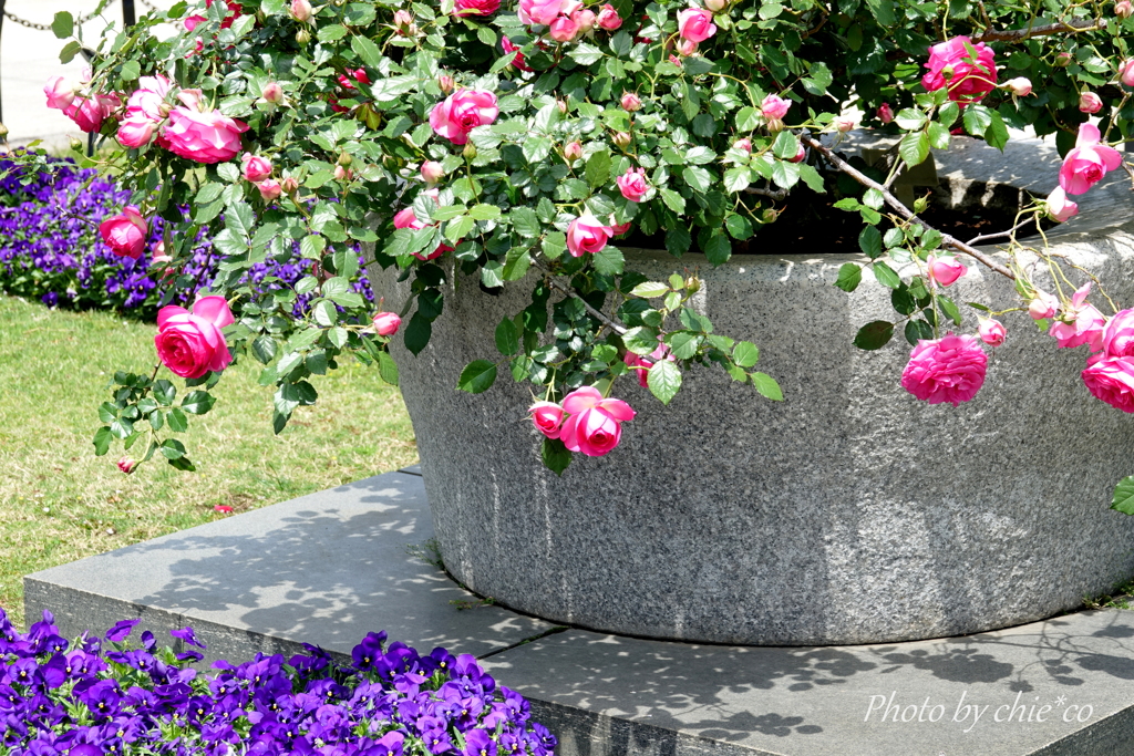 横浜 Rose Week-248