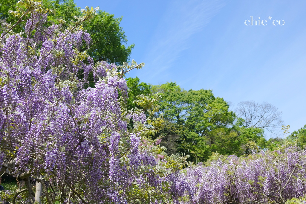 横須賀しょうぶ園-223