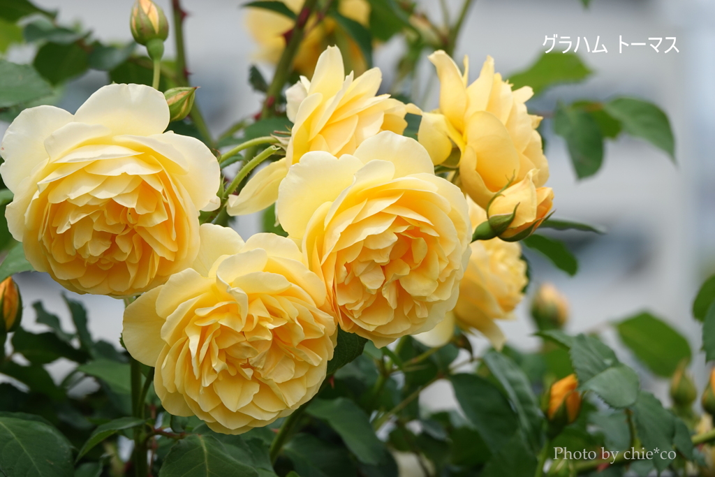 アメリカ山公園-145