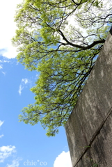 皇居-346