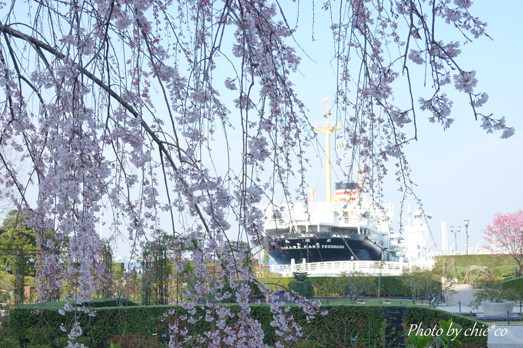 山下公園のしだれ桜