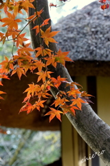 三渓園-427
