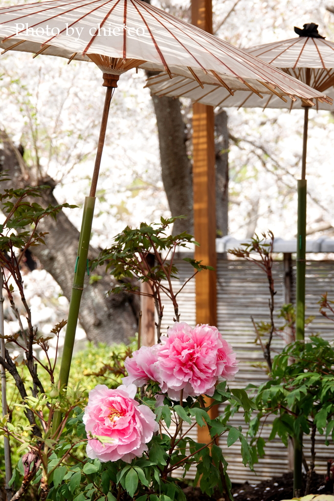鎌倉～桜の季節-299