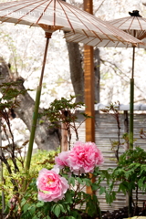 鎌倉～桜の季節-299