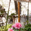鎌倉～桜の季節-299