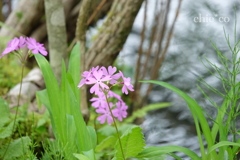 箱根湿生花園-219