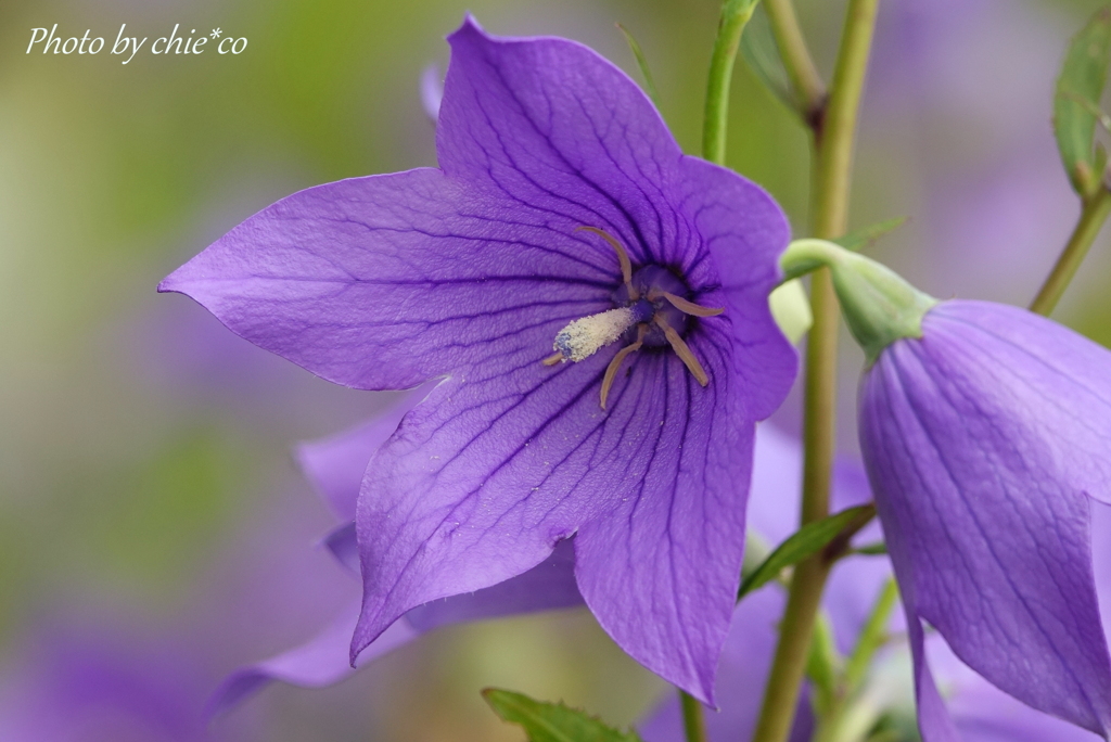 大船フラワーセンター-354