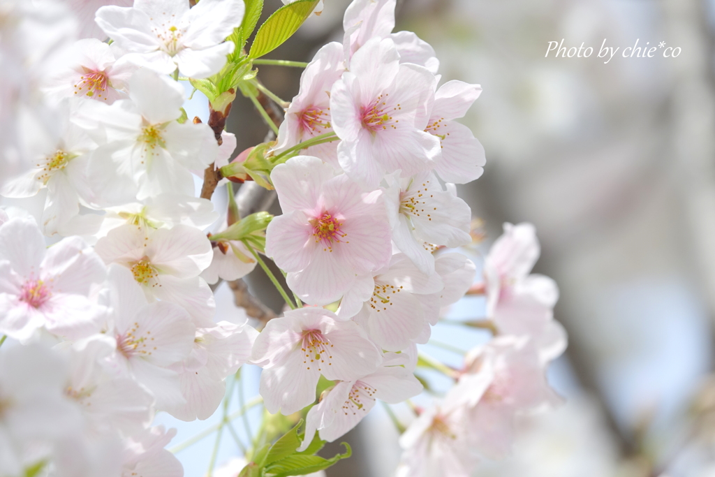 横浜山手桜さんぽ-002