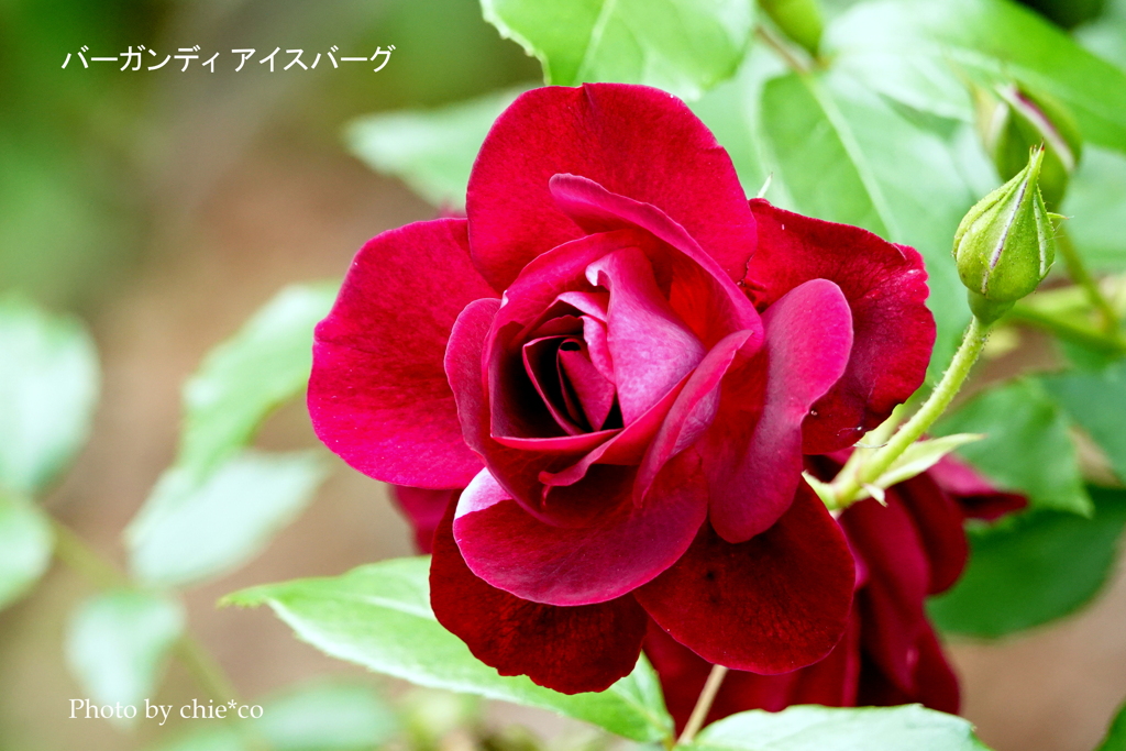 アメリカ山公園-151