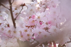 春めき桜-140