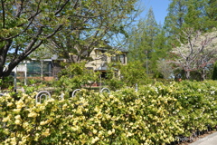 山手イタリア山庭園-125