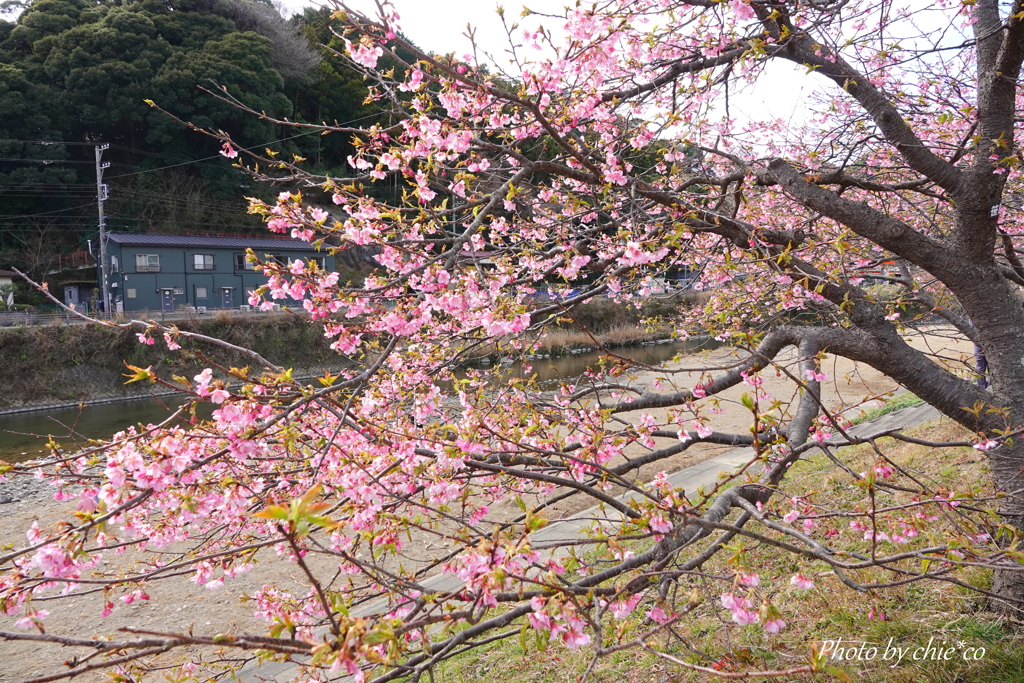 河津町-101