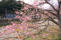河津町-101