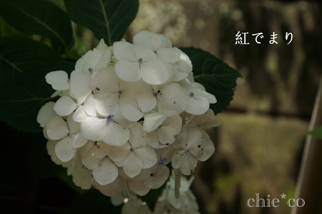 瀬戸神社～山あじさい-409