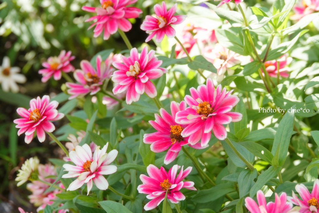 アメリカ山公園-072