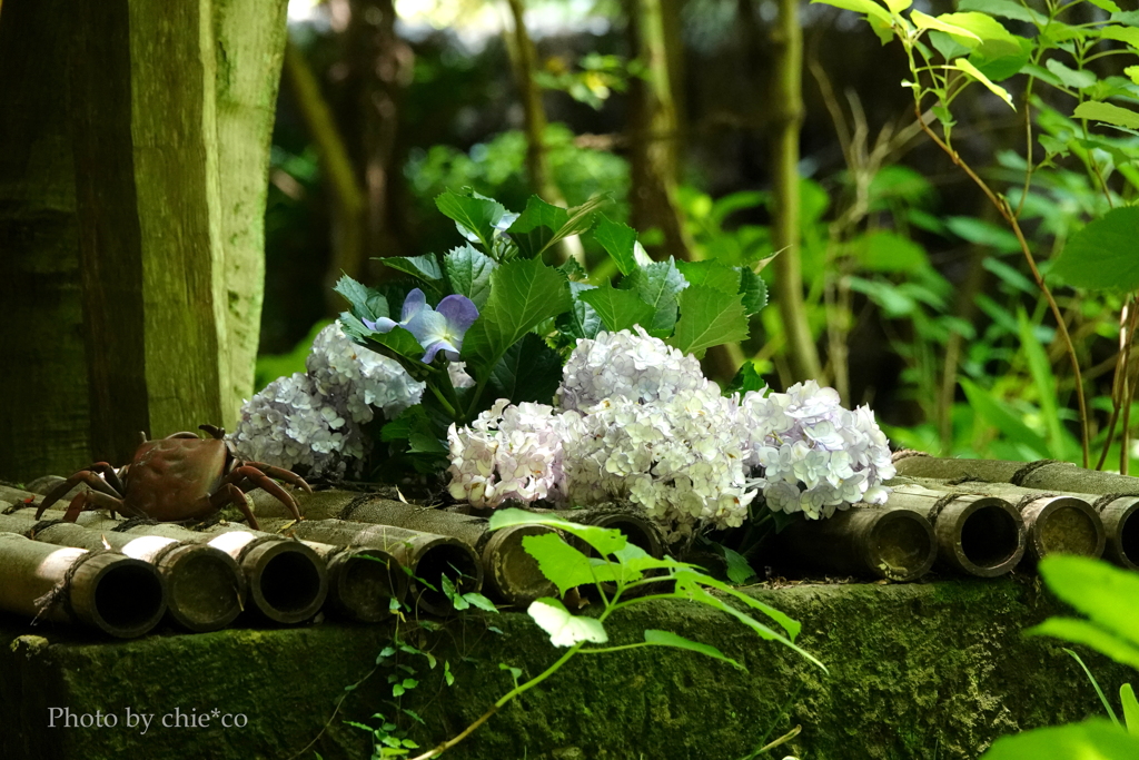 鎌倉-244
