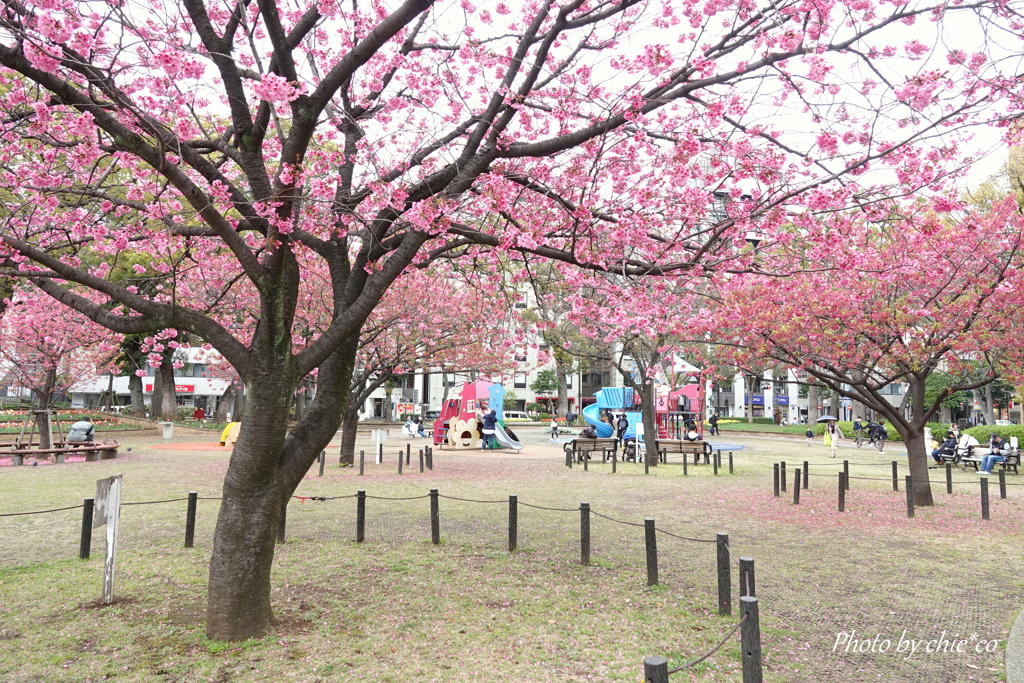 横浜公園-135