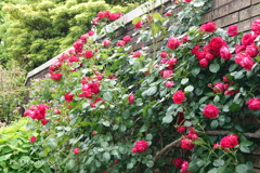 アメリカ山公園-132