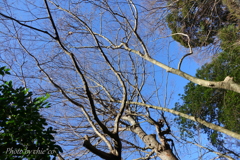明月院-243