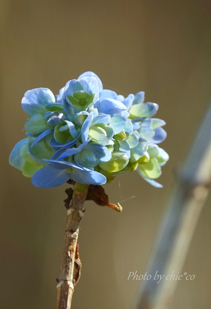 冬の紫陽花。。2