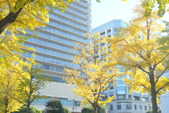 横浜公園～山下公園さんぽ-119