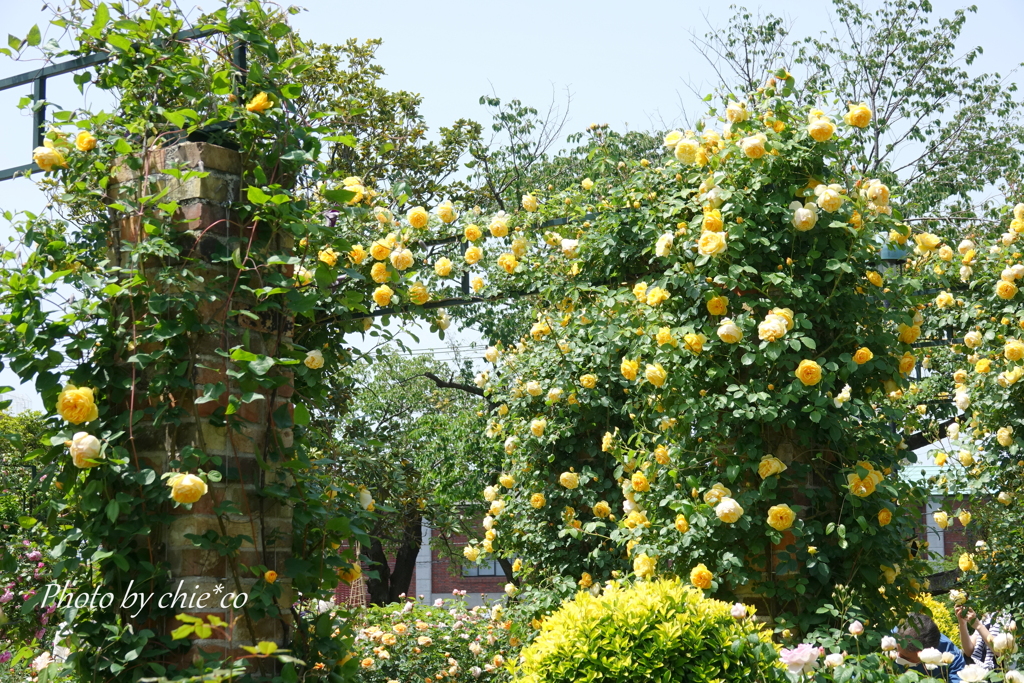 横浜 Rose Week-317