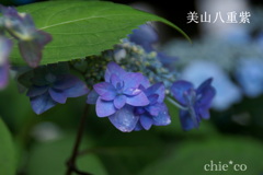 瀬戸神社～山あじさい-387