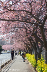 三浦海岸の河津桜-124