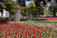 Yokohama-451