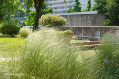 山下公園-092