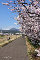 春めき桜-142