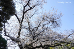 山手公園-040