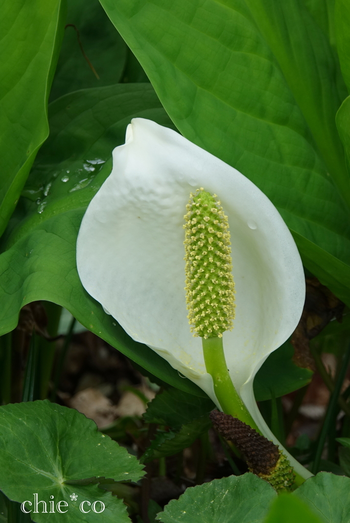 箱根湿生花園-225