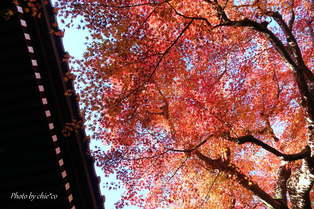 鎌倉長谷寺-128