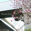 山下公園と・・-212