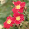 山下公園の薔薇たち・・-088