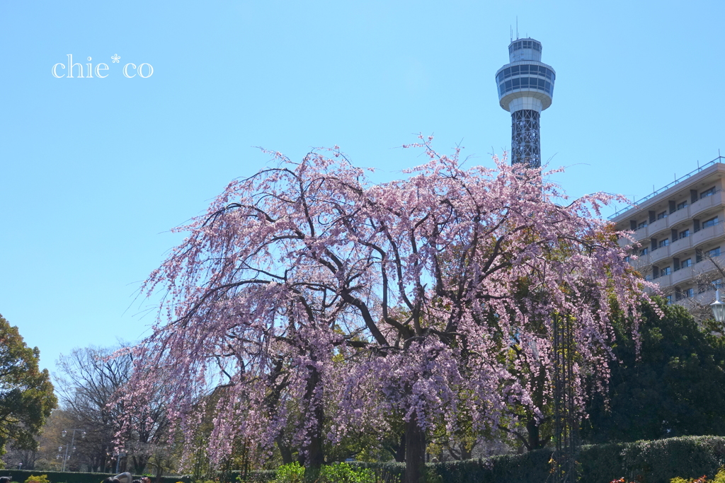 山下公園-149